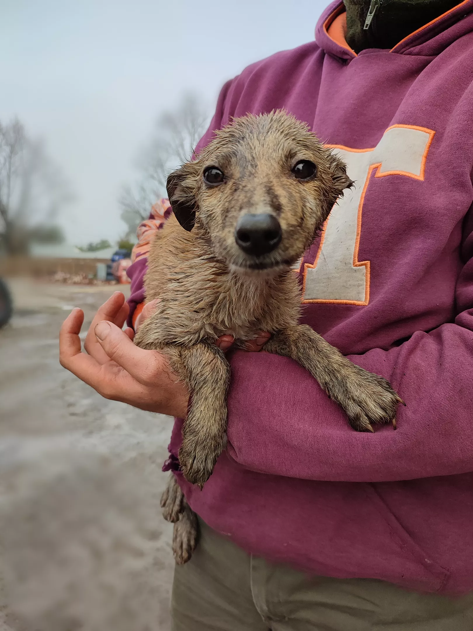 Maltrato animal Dónde y cómo denunciar